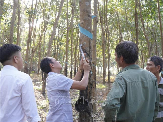 Hiệu quả từ mô hình sản xuất cao su tiểu điền bền vững